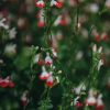 Plants Salvia Pollinator Garden | Salvia Hot Lips