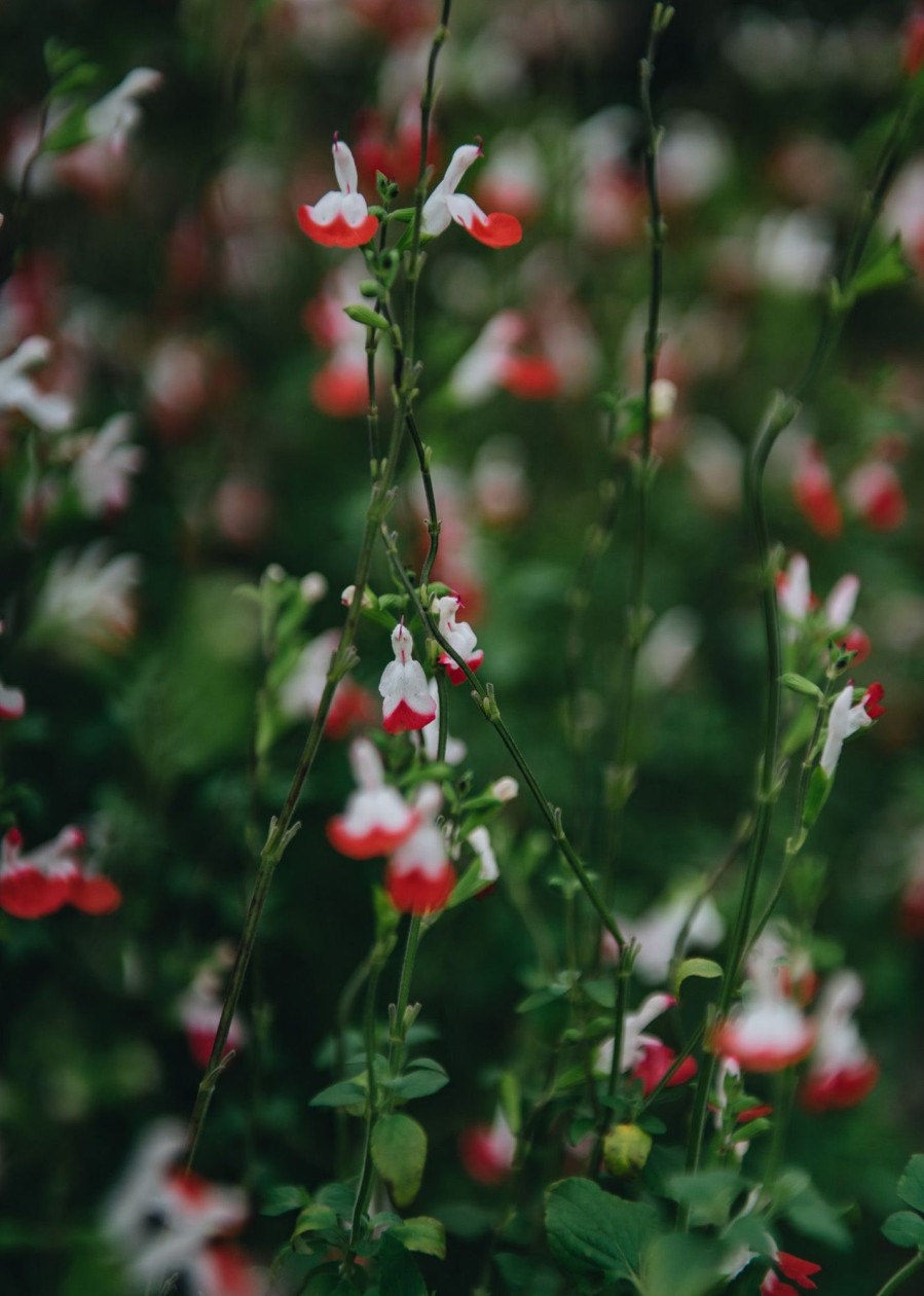 Plants Salvia Pollinator Garden | Salvia Hot Lips