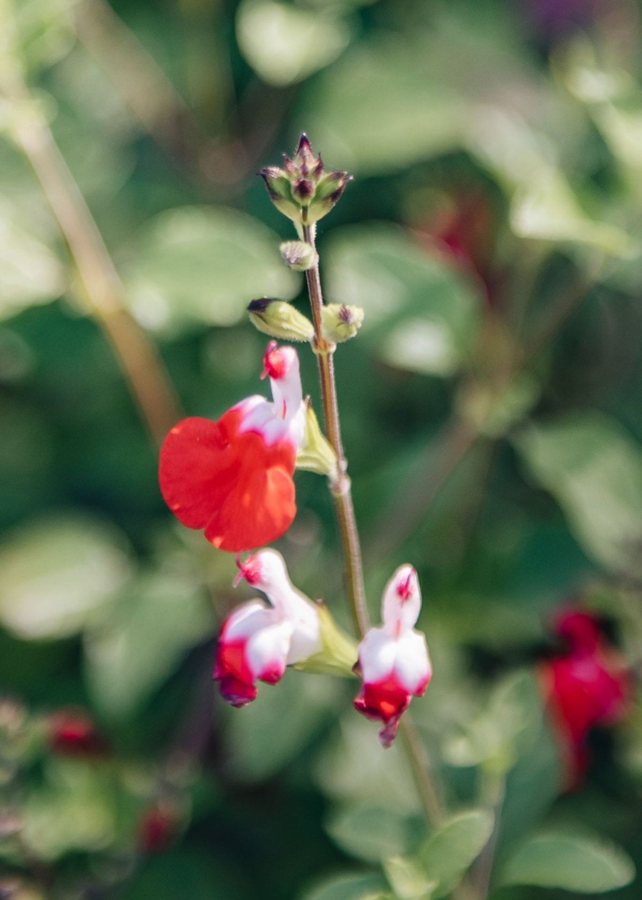 Plants Salvia Pollinator Garden | Salvia Hot Lips