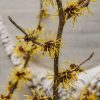 Plants Hamamelis Cottage Garden | Hamamelis Mollis Jermyns Gold