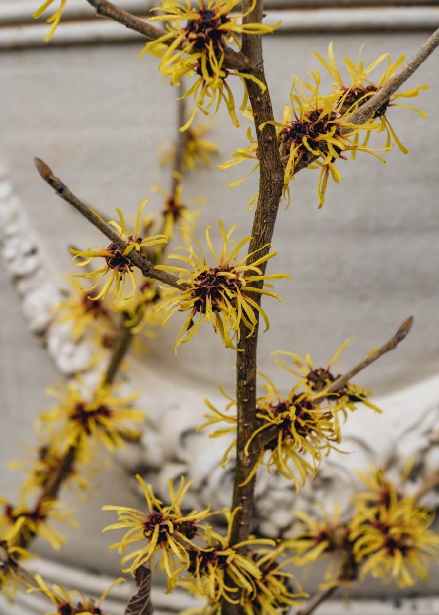 Plants Hamamelis Cottage Garden | Hamamelis Mollis Jermyns Gold