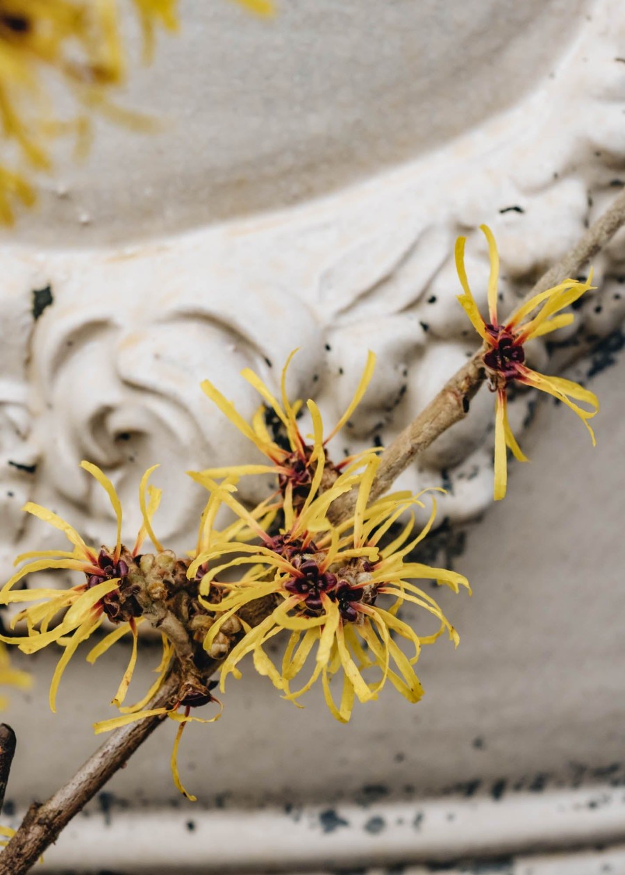 Plants Hamamelis Cottage Garden | Hamamelis Mollis Jermyns Gold