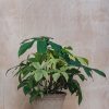 Interiors Houseplants Houseplants & Pots | Large Philodendron Florida Ghost