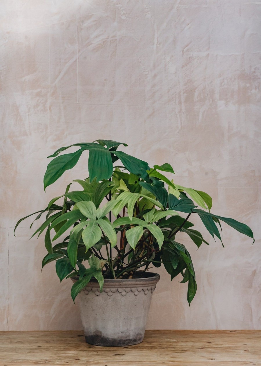 Interiors Houseplants Houseplants & Pots | Large Philodendron Florida Ghost