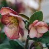 Plants Hellebore Cottage Garden | Helleborus Ice N Roses Early Rose