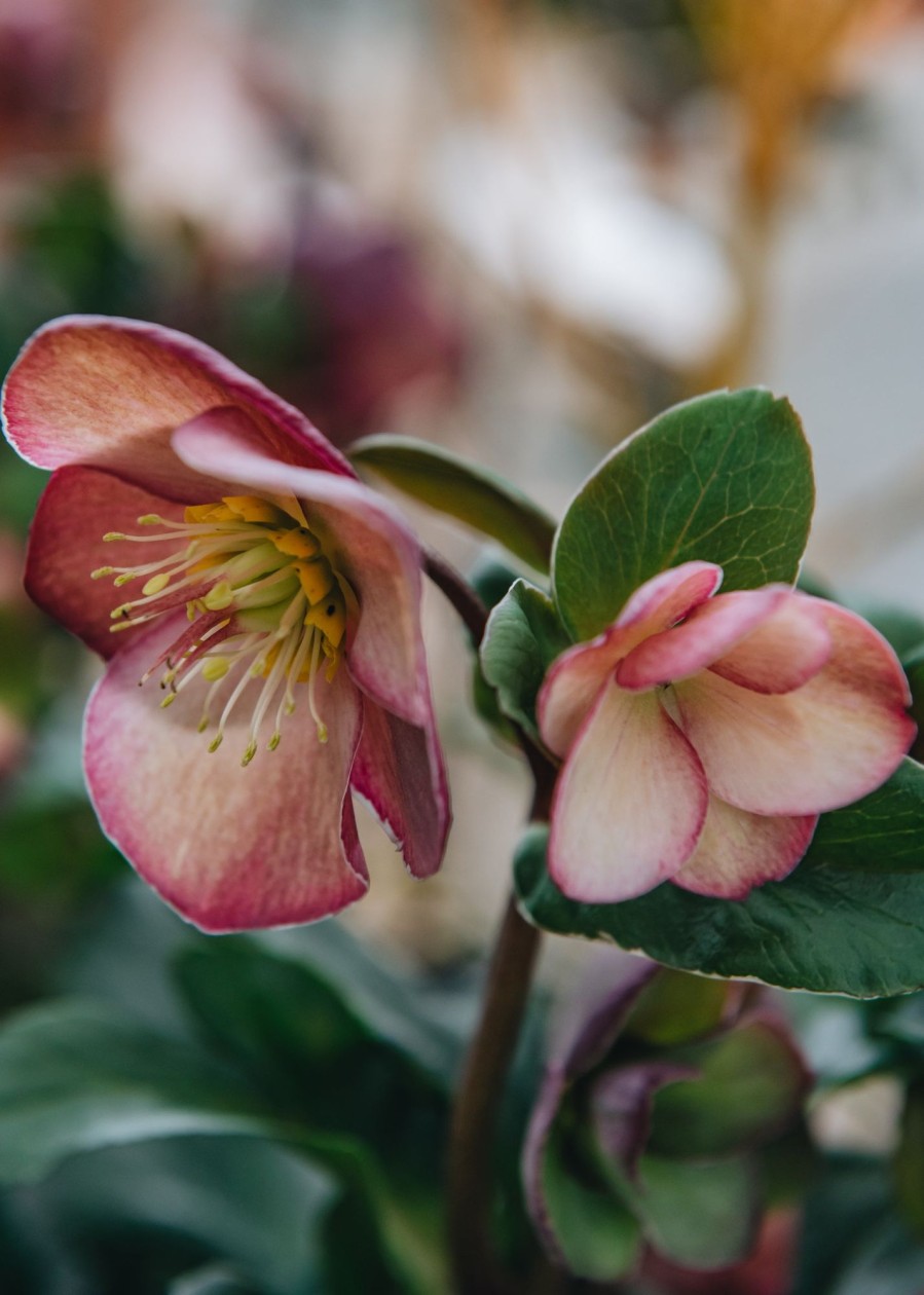 Plants Hellebore Cottage Garden | Helleborus Ice N Roses Early Rose