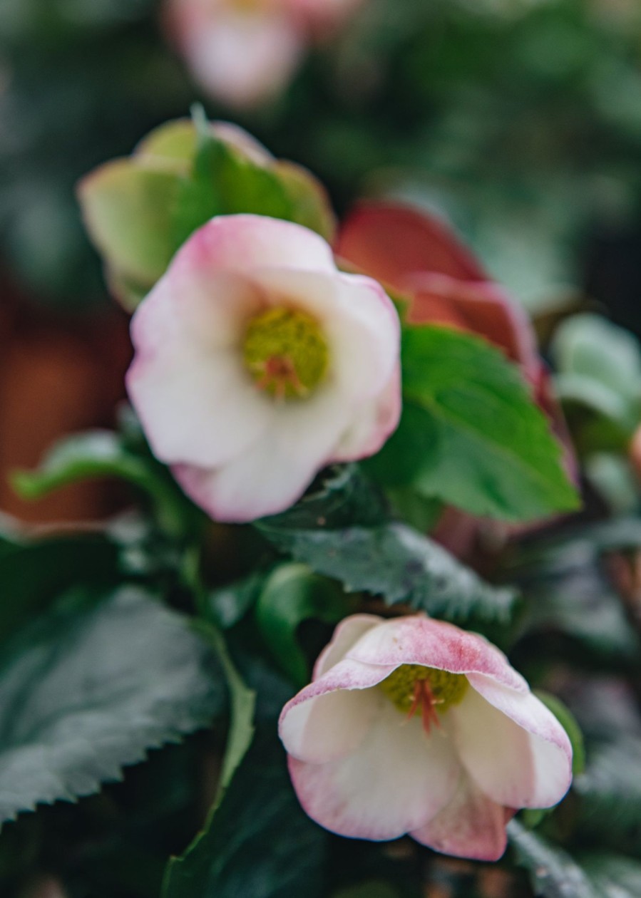 Plants Hellebore Cottage Garden | Helleborus Ice N Roses Early Rose