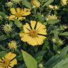 Plants Helenium Prairie Garden | Helenium Lemon Sundae 3L