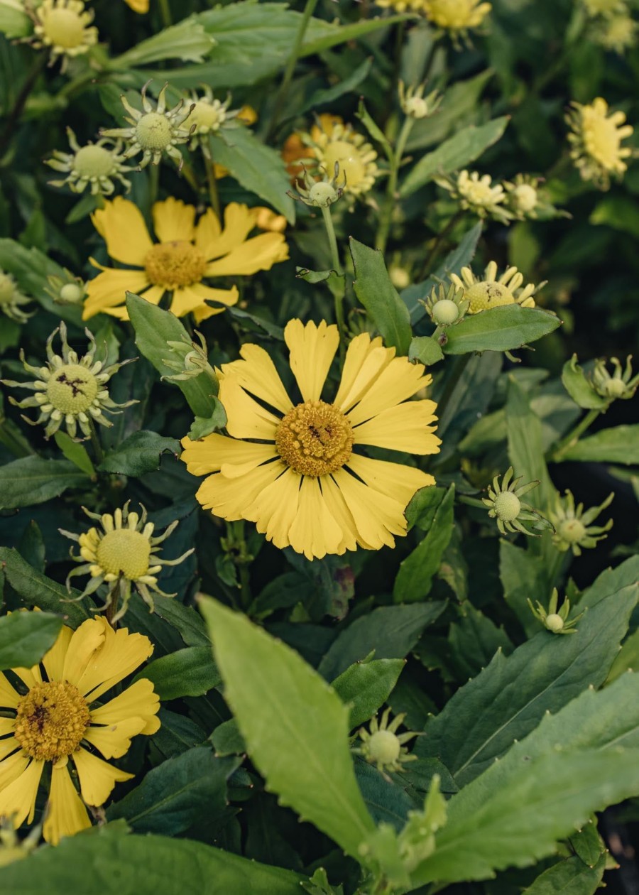 Plants Helenium Prairie Garden | Helenium Lemon Sundae 3L