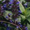 Plants Nepeta Pollinator Garden | Nepeta Neptune