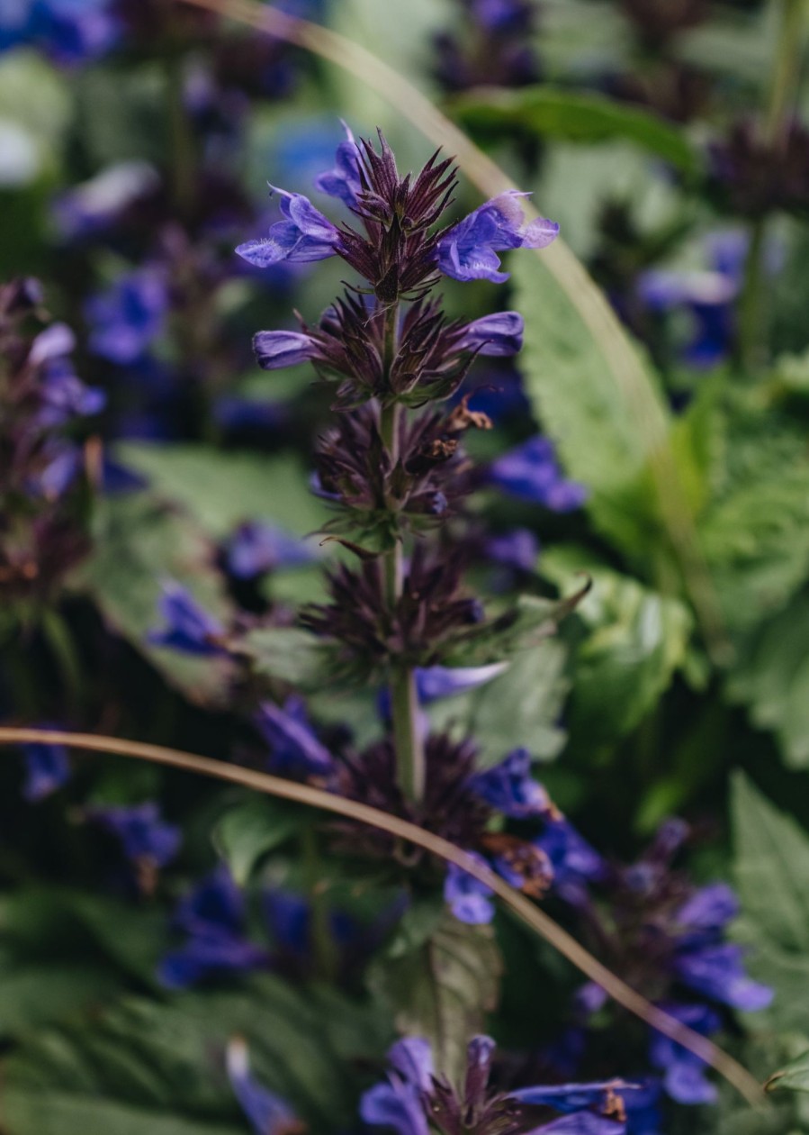 Plants Nepeta Pollinator Garden | Nepeta Neptune