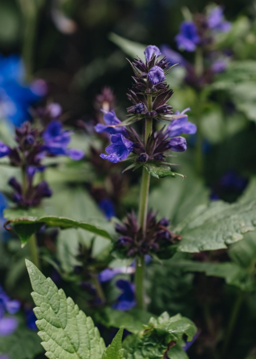 Plants Nepeta Pollinator Garden | Nepeta Neptune