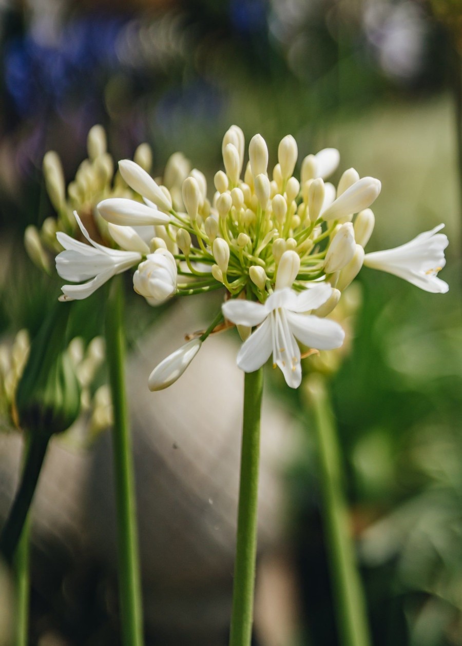 Plants Agapanthus Prairie Garden | Agapanthus Ever White