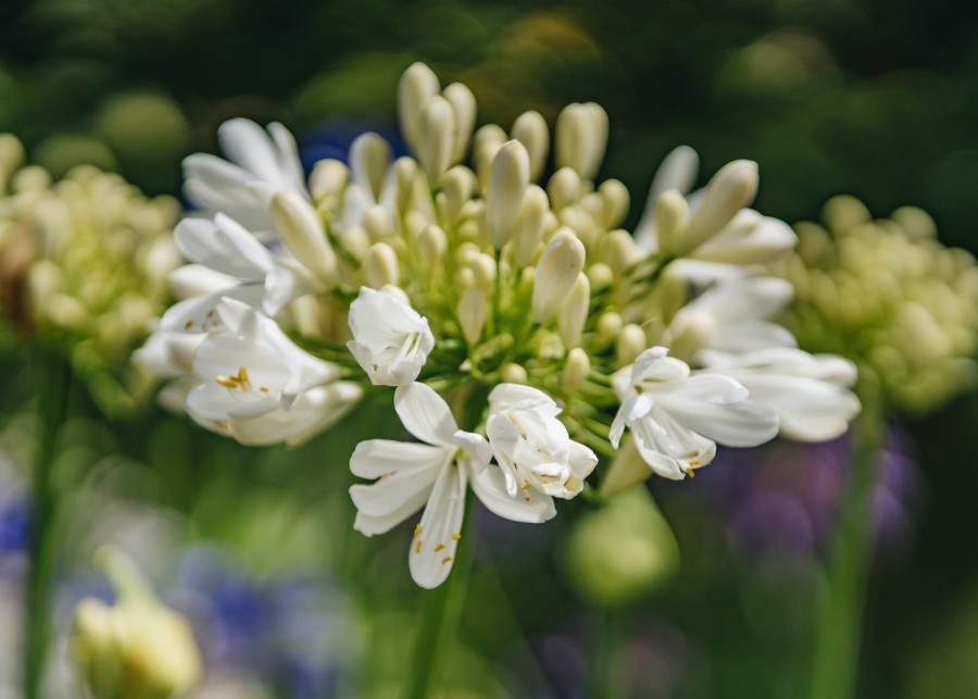 Plants Agapanthus Prairie Garden | Agapanthus Ever White