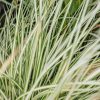 Plants Carex Prairie Garden | Carex Evergold 3L