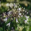 Plants Agapanthus Cottage Garden | Agapanthus Fireworks 2L