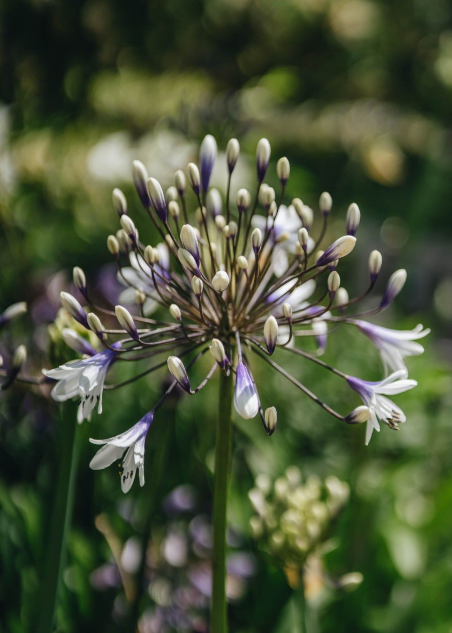 Plants Agapanthus Cottage Garden | Agapanthus Fireworks 2L