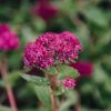 Plants Sedum Cottage Garden | Sedum Carl