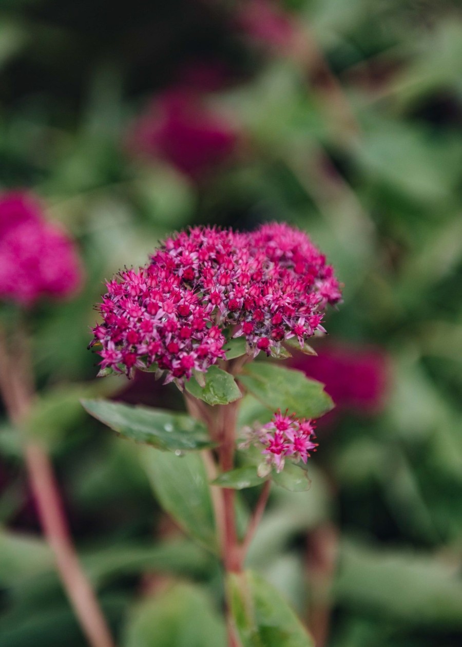 Plants Sedum Cottage Garden | Sedum Carl