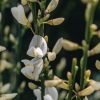 Plants Cytisus Pollinator Garden | Cytisus Albus