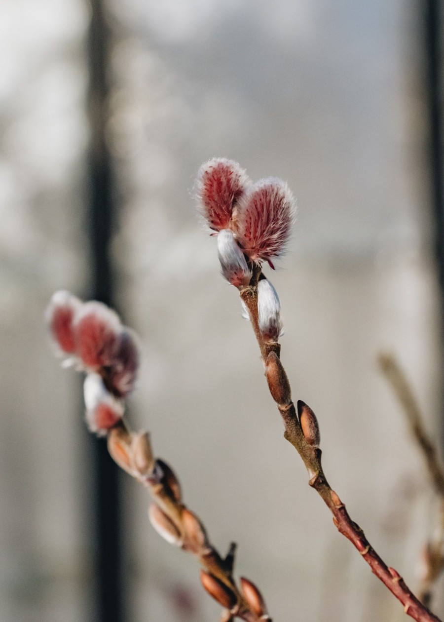 Plants Salix Winter Garden | Salix 'Mount Aso' 12L