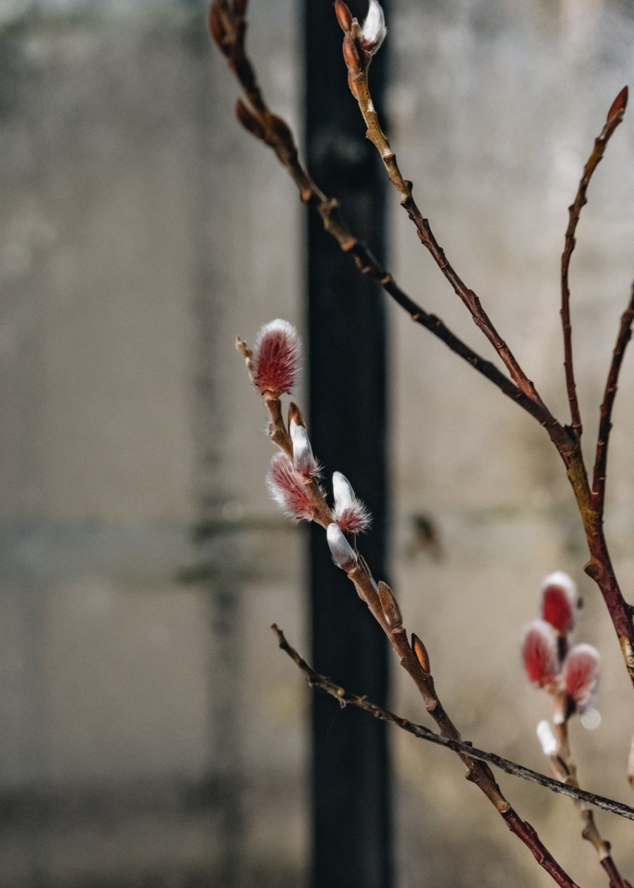 Plants Salix Winter Garden | Salix 'Mount Aso' 12L