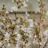 Plants Cherry Pollinator Garden | Prunus Incisa Kojo-No-Mai