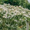 Plants David Austin Roses Rose Garden | Rosa Wedding Day