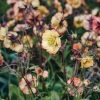 Plants Geum Pollinator Garden | Geum Nonna