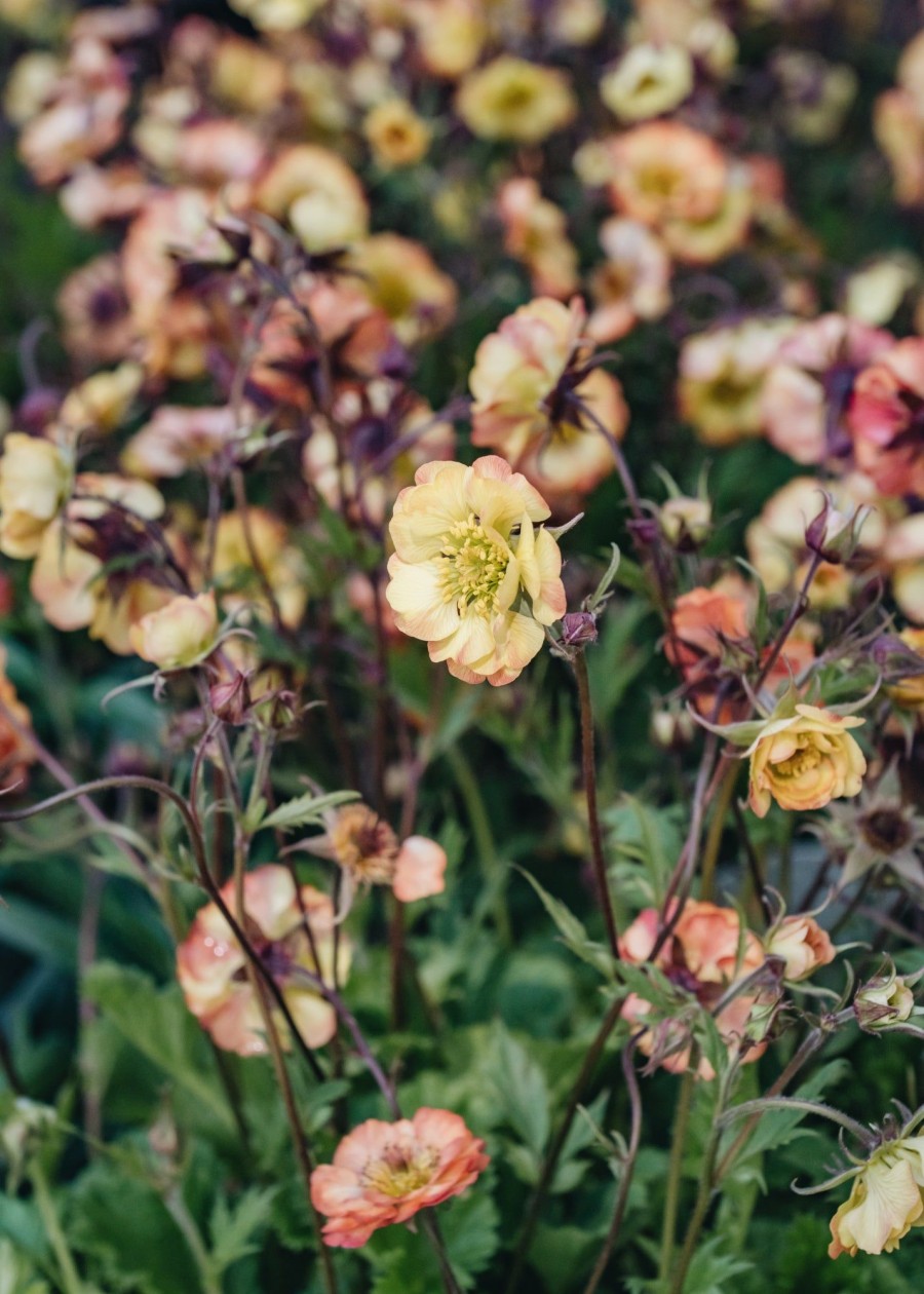 Plants Geum Pollinator Garden | Geum Nonna