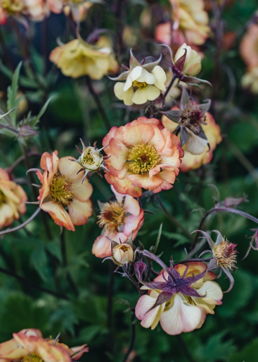 Plants Geum Pollinator Garden | Geum Nonna