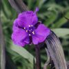 Plants Tradescantia Cottage Garden | Tradescantia Js Brainstorm