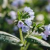 Plants Pulmonaria Pollinator Garden | Pulmonaria Officinalis Opal