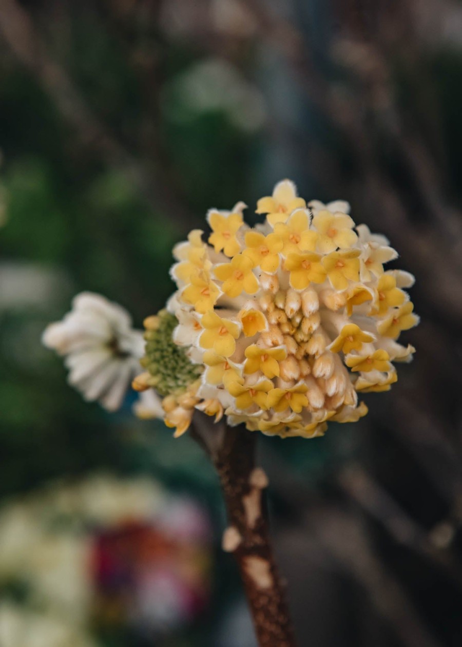 Plants Edgeworthia Cottage Garden | Edgeworthia Chrysantha Grandiflora