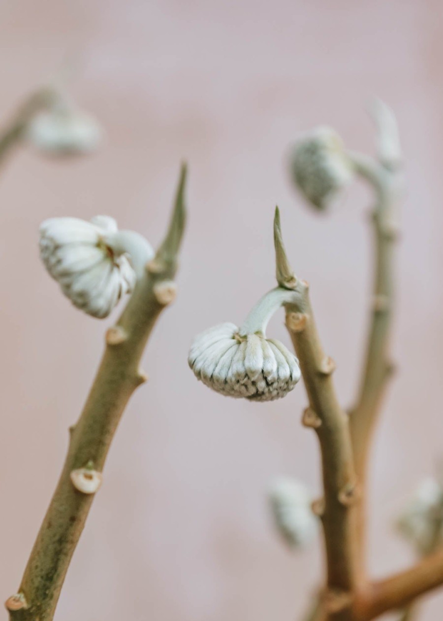 Plants Edgeworthia Cottage Garden | Edgeworthia Chrysantha Grandiflora