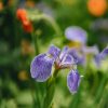 Plants Iris Pollinator Garden | Iris Setosa Baby Blue