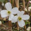 Plants Clematis Cottage Garden | Clematis Montana Spooneri