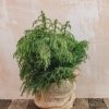 Plants Cryptomeria Cottage Garden | Cryptomeria Elegans Viridi 5L