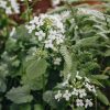 Plants Pachyphragma Pollinator Garden | Pachyphragma Macrophyllum