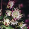 Plants Astrantia Pollinator Garden | Astrantia Sparkling Stars Pink