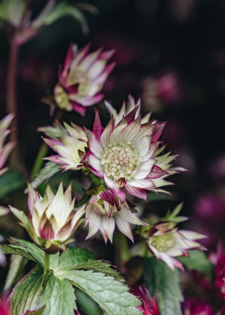 Plants Astrantia Pollinator Garden | Astrantia Sparkling Stars Pink