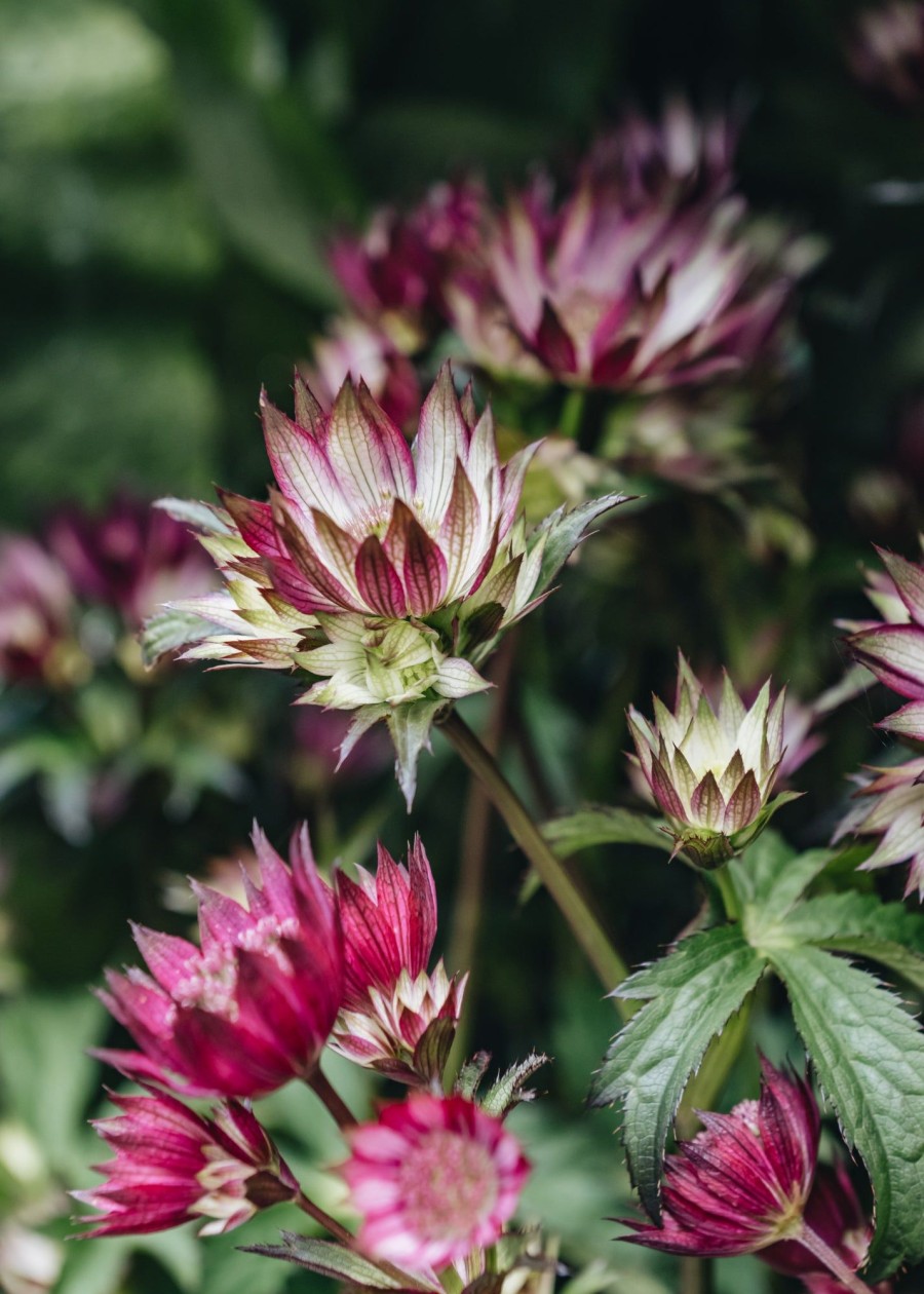 Plants Astrantia Pollinator Garden | Astrantia Sparkling Stars Pink