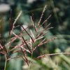 Plants Miscanthus Prairie Garden | Buy Miscanthus Ferner Osten