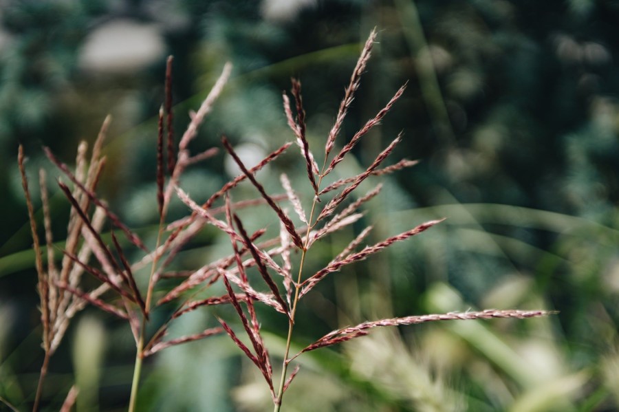 Plants Miscanthus Prairie Garden | Buy Miscanthus Ferner Osten