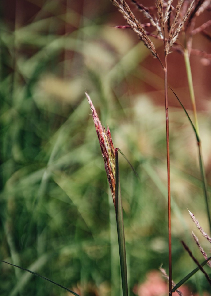 Plants Miscanthus Prairie Garden | Buy Miscanthus Ferner Osten