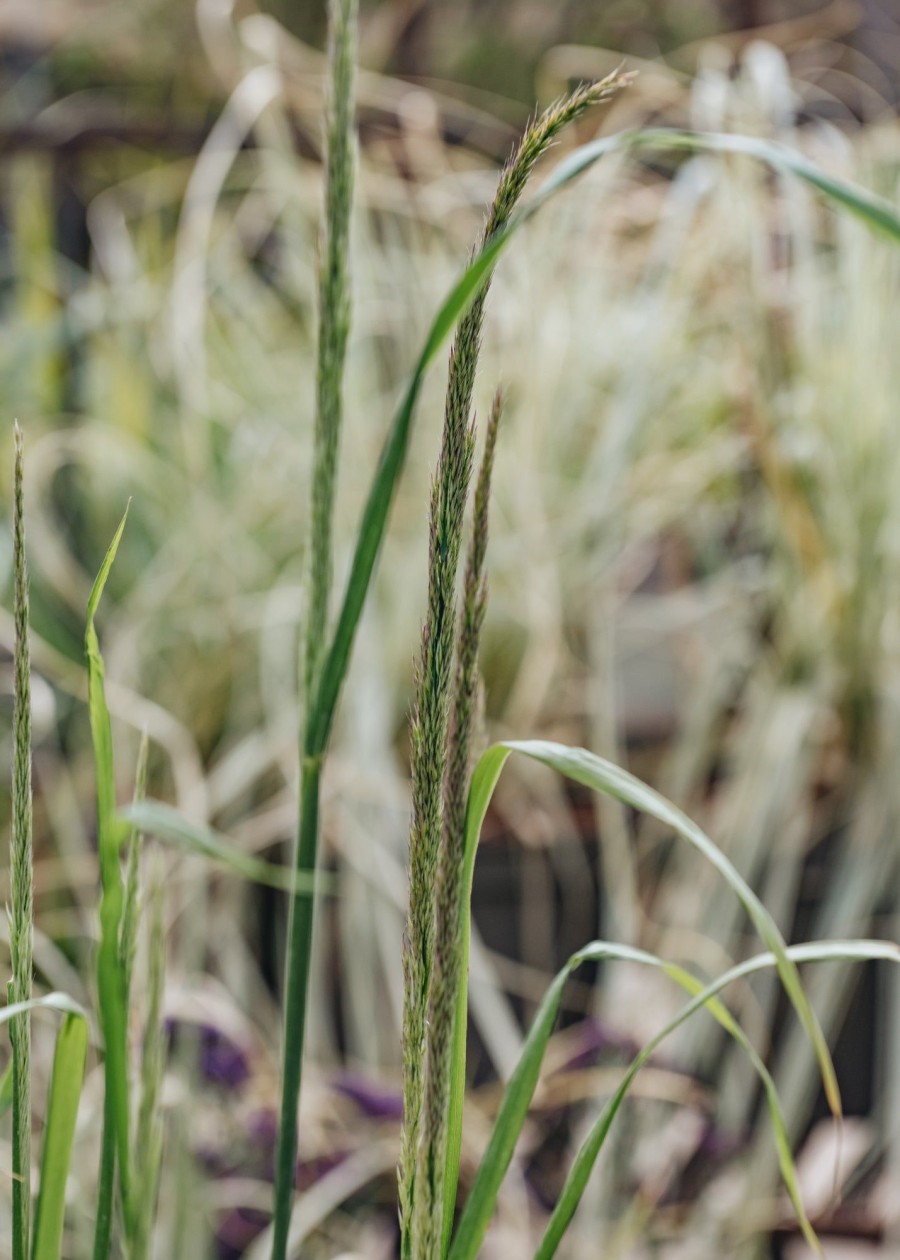 Plants Calamagrostis Prairie Garden | Calamagrostis Waldenbuch