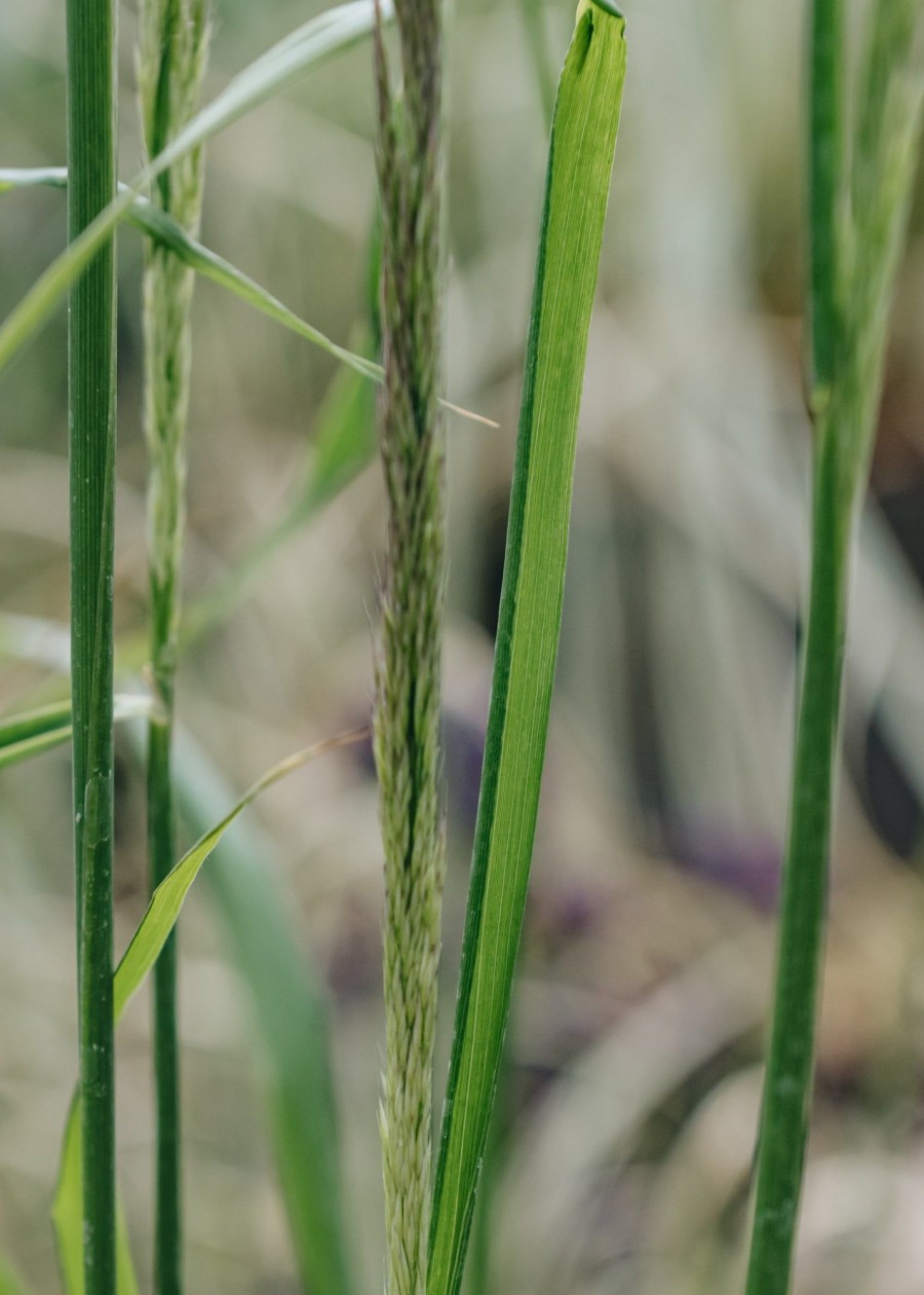 Plants Calamagrostis Prairie Garden | Calamagrostis Waldenbuch