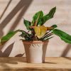 Interiors Houseplants Houseplants & Pots | Philodendron Prince Of Orange