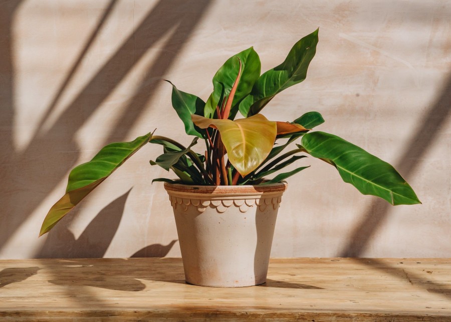 Interiors Houseplants Houseplants & Pots | Philodendron Prince Of Orange