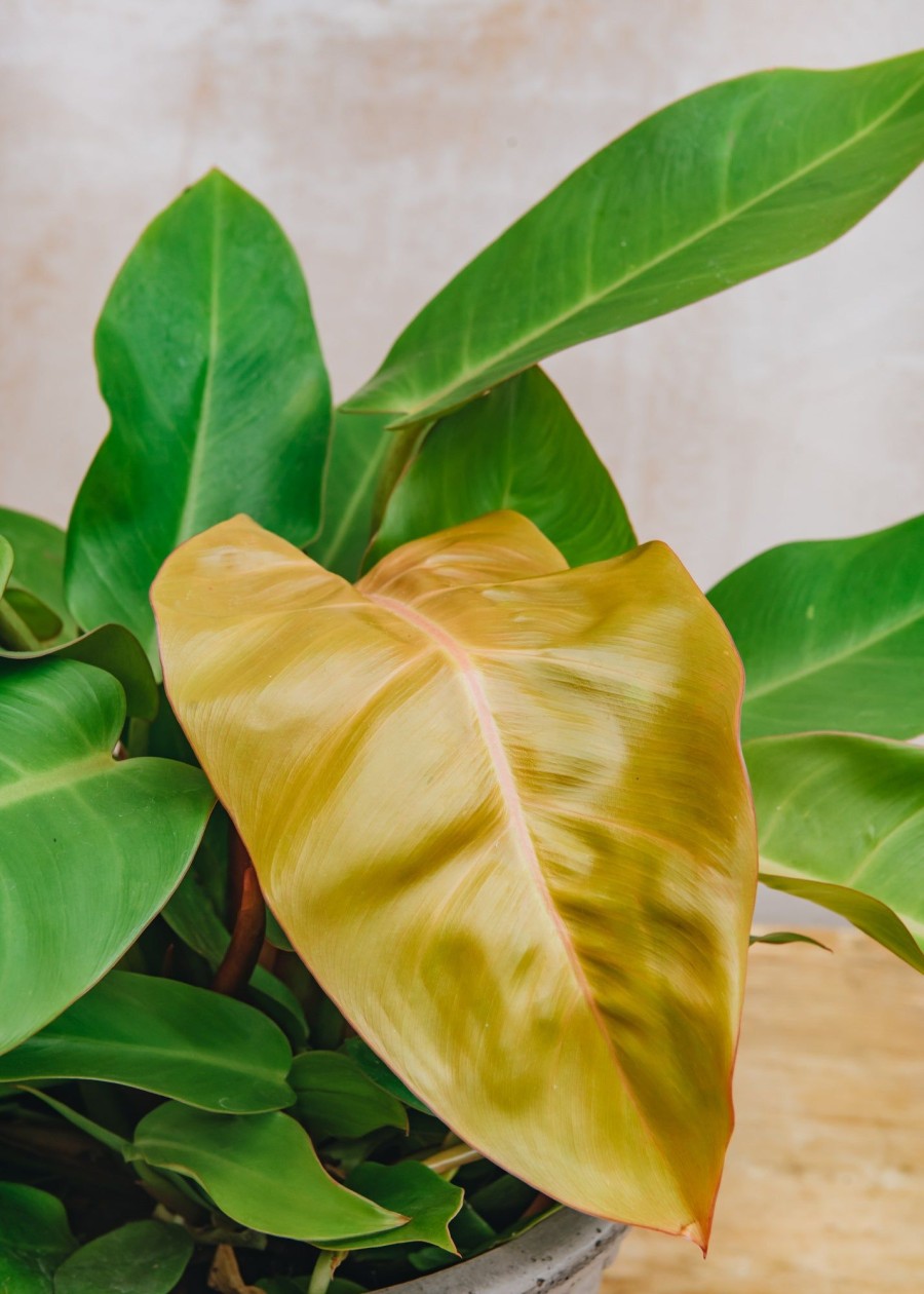 Interiors Houseplants Houseplants & Pots | Philodendron Prince Of Orange